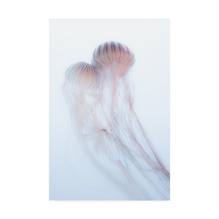 Takeshi Marumoto 'Lovers Pink Jellyfish' Canvas Art,12x19